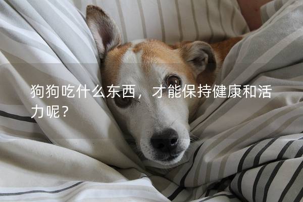 狗狗吃什么東西，才能保持健康和活力呢？