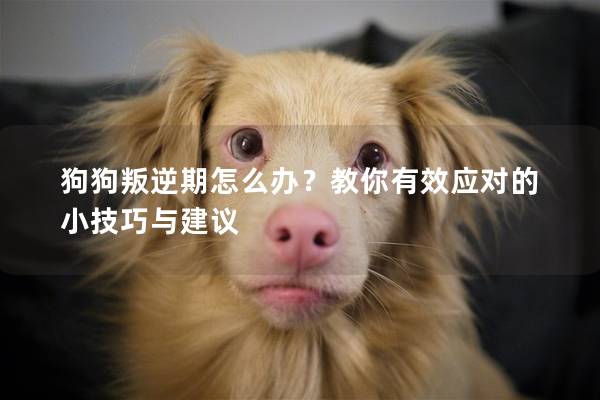 狗狗叛逆期怎么辦?教你有效應對的小技巧與建議 狗狗叛逆期怎么辦?教你有效應對的小技巧與建議