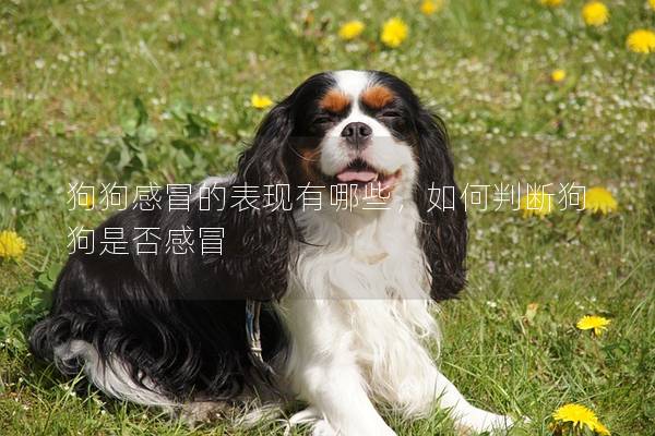 狗狗感冒的表現(xiàn)有哪些,如何判斷狗狗是否感冒 狗狗感冒的表現(xiàn)有哪些,如何判斷狗狗是否感冒