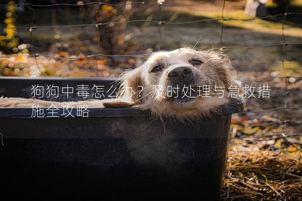 狗狗中毒怎么辦？及時處理與急救措施全攻略