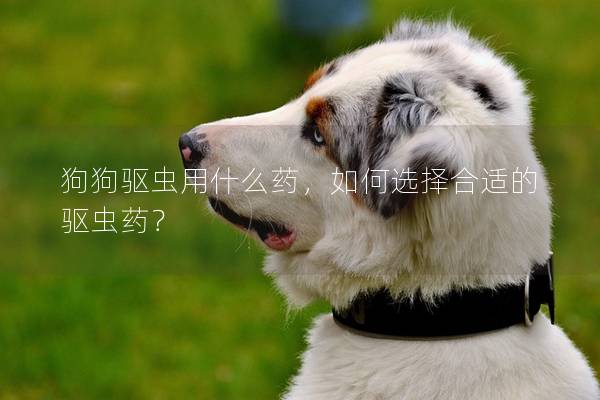 狗狗驅(qū)蟲用什么藥，如何選擇合適的驅(qū)蟲藥？
