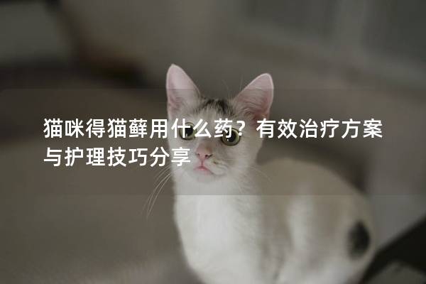 貓咪得貓蘚用什么藥？有效治療方案與護理技巧分享
