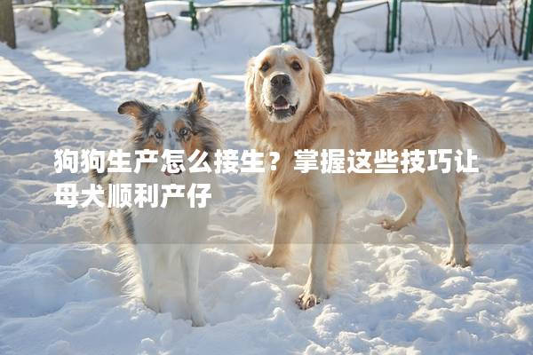狗狗生產(chǎn)怎么接生？掌握這些技巧讓母犬順利產(chǎn)仔