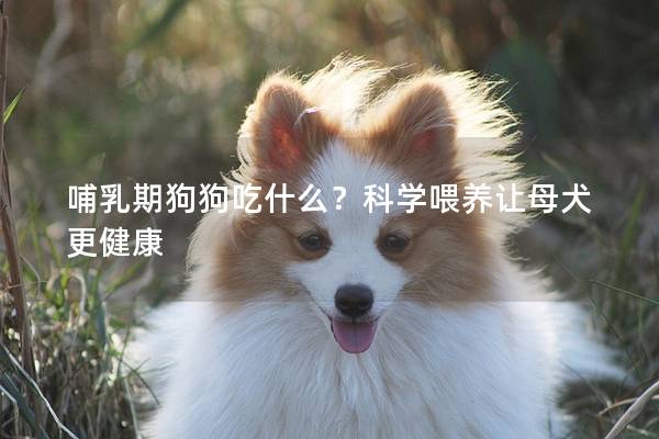 哺乳期狗狗吃什么？科學(xué)喂養(yǎng)讓母犬更健康