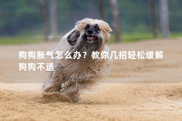 狗狗脹氣怎么辦？教你幾招輕松緩解狗狗不適