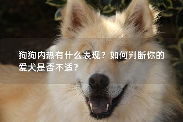 狗狗內熱有什么表現？如何判斷你的愛犬是否不適？