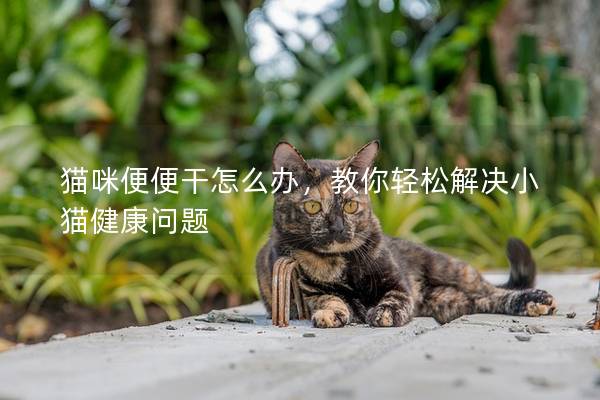 貓咪便便干怎么辦，教你輕松解決小貓健康問題