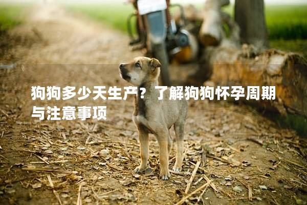 狗狗多少天生產(chǎn)？了解狗狗懷孕周期與注意事項(xiàng)