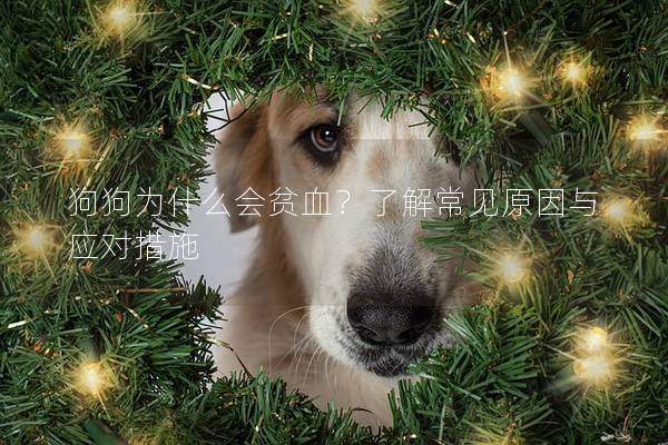 狗狗為什么會貧血?了解常見原因與應對措施 狗狗為什么會貧血?了解常見原因與應對措施