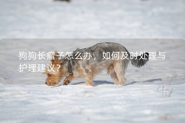 狗狗長瘤子怎么辦，如何及時(shí)處理與護(hù)理建議？