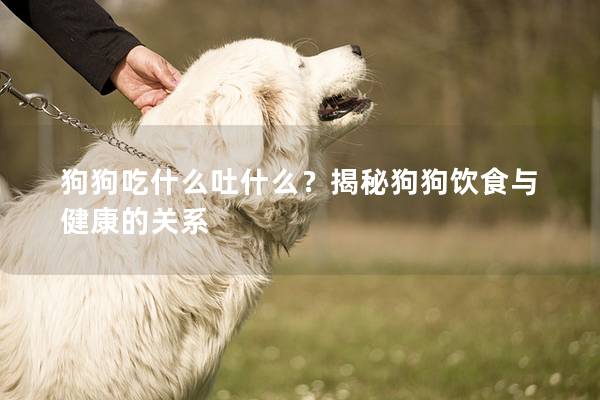 狗狗吃什么吐什么？揭秘狗狗飲食與健康的關系