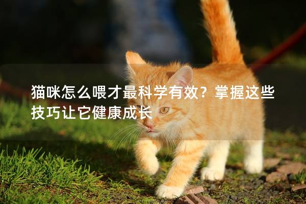 貓咪怎么喂才最科學有效？掌握這些技巧讓它健康成長
