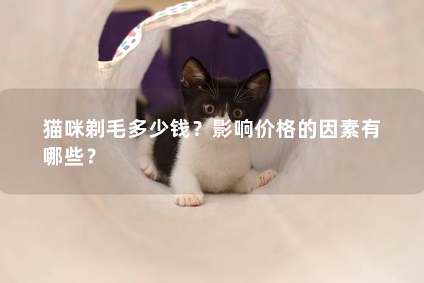 貓咪剃毛多少錢？影響價(jià)格的因素有哪些？