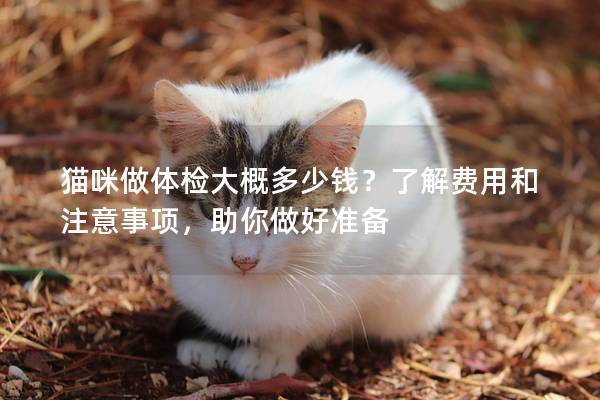 貓咪做體檢大概多少錢？了解費用和注意事項，助你做好準備