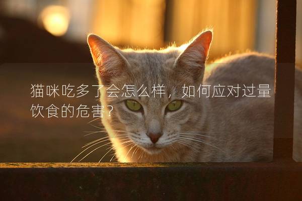 貓咪吃多了會怎么樣，如何應(yīng)對過量飲食的危害？