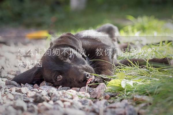 怎么讓狗狗不叫喚，教你幾招輕松解決煩惱