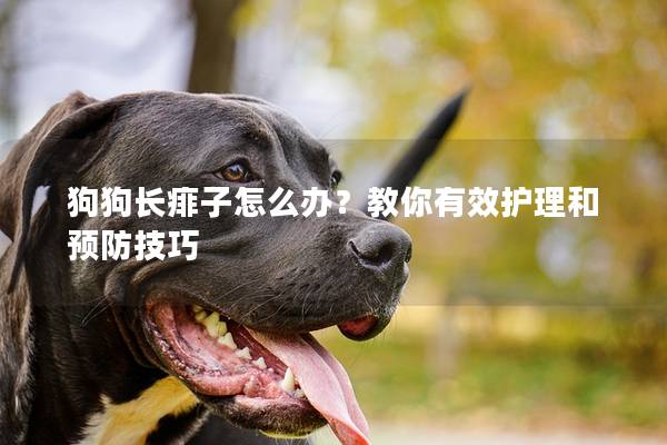 狗狗長痱子怎么辦？教你有效護理和預防技巧
