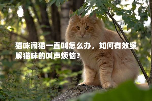貓咪鬧貓一直叫怎么辦，如何有效緩解貓咪的叫聲煩惱？