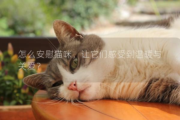 怎么安慰貓咪，讓它們感受到溫暖與關愛？