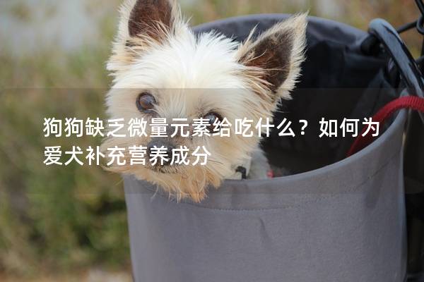 狗狗缺乏微量元素給吃什么？如何為愛犬補充營養成分