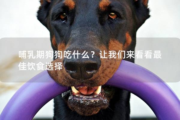 哺乳期狗狗吃什么？讓我們來看看最佳飲食選擇