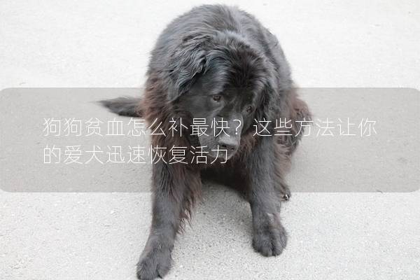 狗狗貧血怎么補最快？這些方法讓你的愛犬迅速恢復活力