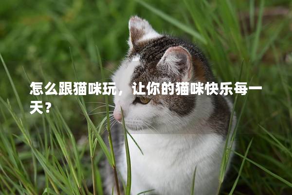 怎么跟貓咪玩，讓你的貓咪快樂(lè)每一天？