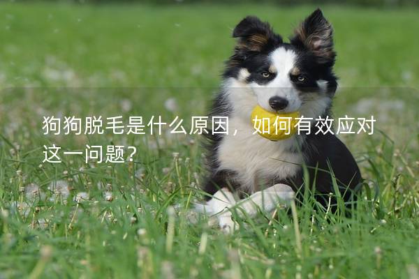 狗狗脫毛是什么原因,如何有效應對這一問題? 狗狗脫毛是什么原因,如何有效應對這一問題?