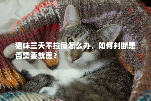 貓咪三天不拉屎怎么辦，如何判斷是否需要就醫？