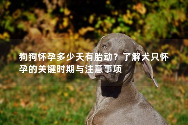 狗狗懷孕多少天有胎動？了解犬只懷孕的關(guān)鍵時期與注意事項