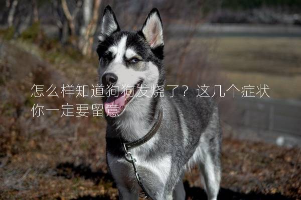 怎么樣知道狗狗發燒了？這幾個癥狀你一定要留意