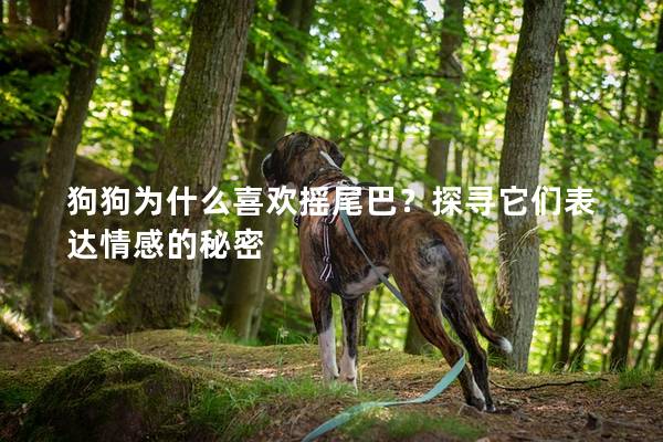 狗狗為什么喜歡搖尾巴？探尋它們表達(dá)情感的秘密