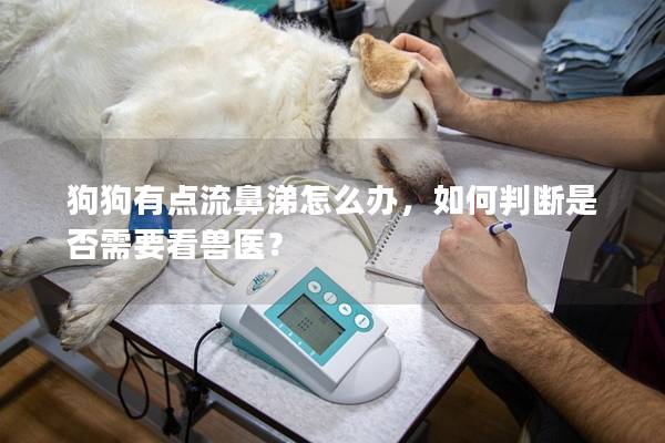 狗狗有點(diǎn)流鼻涕怎么辦，如何判斷是否需要看獸醫(yī)？