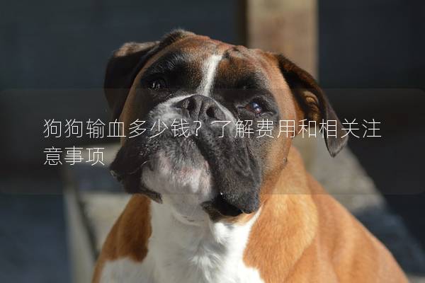 狗狗輸血多少錢？了解費用和相關(guān)注意事項