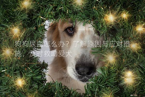 狗狗尿血怎么辦？了解原因與應(yīng)對(duì)措施，及時(shí)救助愛犬