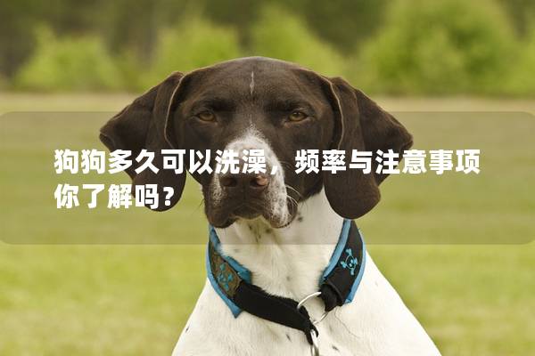 狗狗多久可以洗澡，頻率與注意事項(xiàng)你了解嗎？