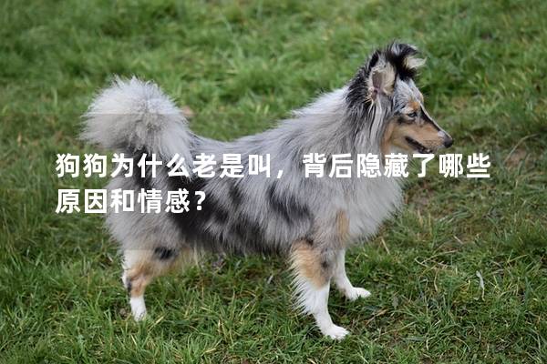 狗狗為什么老是叫，背后隱藏了哪些原因和情感？