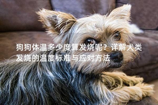 狗狗體溫多少度算發燒呢?詳解犬類發燒的溫度標準與應對方法 狗狗體溫多少度算發燒呢?詳解犬類發燒的溫度標準與應對方法