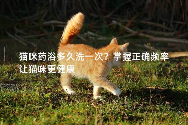 貓咪藥浴多久洗一次？掌握正確頻率讓貓咪更健康