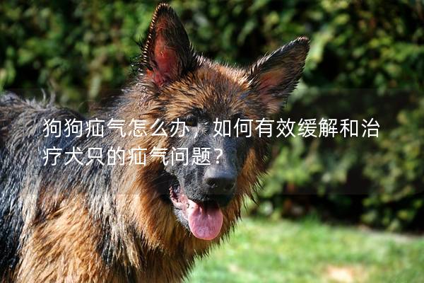 狗狗疝氣怎么辦，如何有效緩解和治療犬只的疝氣問題？