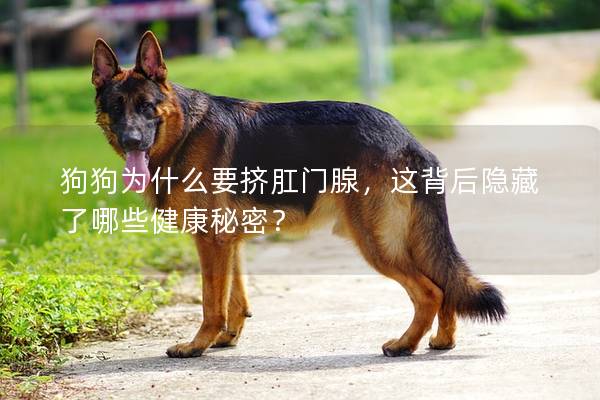 狗狗為什么要擠肛門腺，這背后隱藏了哪些健康秘密？