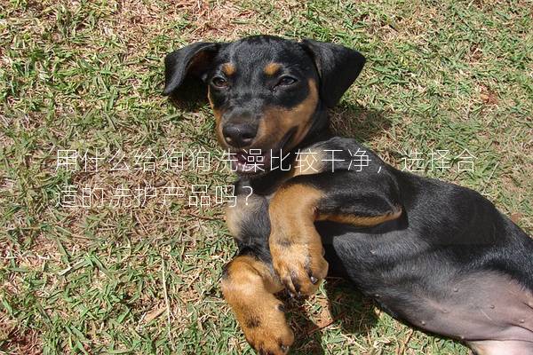 用什么給狗狗洗澡比較干凈，選擇合適的洗護產品嗎？