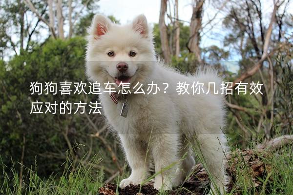 狗狗喜歡追車怎么辦？教你幾招有效應(yīng)對的方法