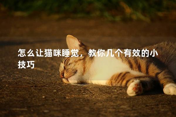 怎么讓貓咪睡覺，教你幾個(gè)有效的小技巧