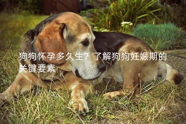 狗狗懷孕多久生？了解狗狗妊娠期的關(guān)鍵要素