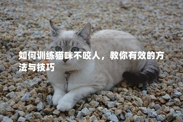 如何訓練貓咪不咬人，教你有效的方法與技巧