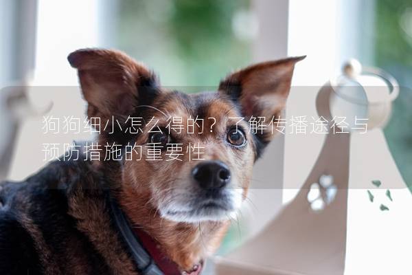 狗狗細小怎么得的？了解傳播途徑與預(yù)防措施的重要性