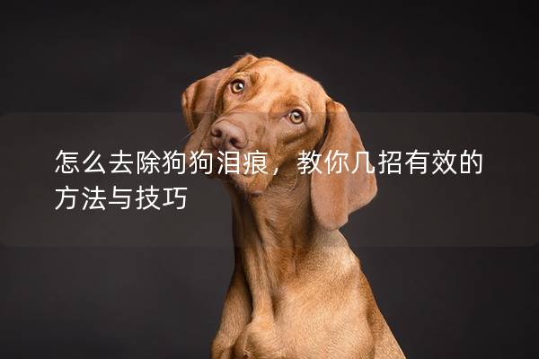 怎么去除狗狗淚痕，教你幾招有效的方法與技巧