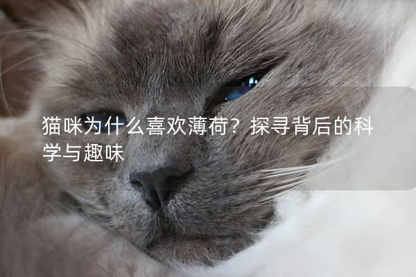 貓咪為什么喜歡薄荷？探尋背后的科學與趣味