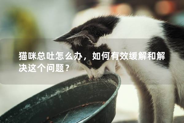 貓咪總吐怎么辦，如何有效緩解和解決這個(gè)問題？
